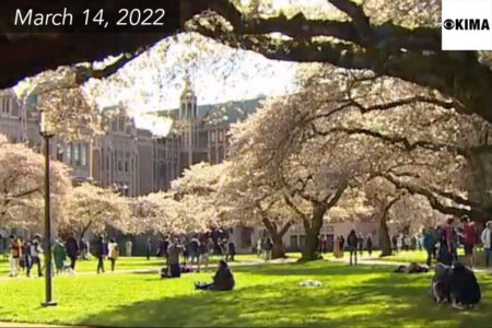 Students sitting on a lawn with cherry trees surrounding them on a college campus.