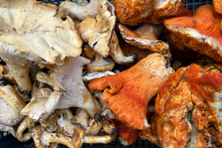 A photo of a basket of mushrooms showing white Chanterelles on the left and orange Lobster mushrooms on the right.
