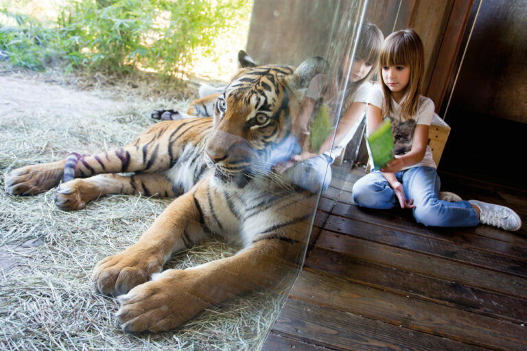 A photo of a young girl sitting looking at a tiger through the glass at Woodland Park Zoo.