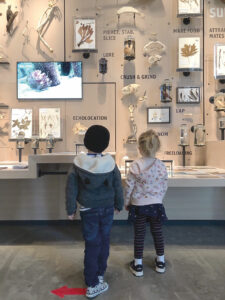 Two kids looking at an exhibit in the Burke Museum.