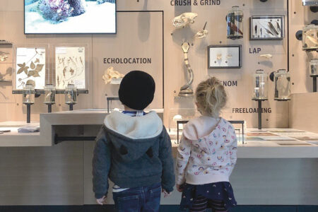 Two kids looking at an exhibit in the Burke Museum.