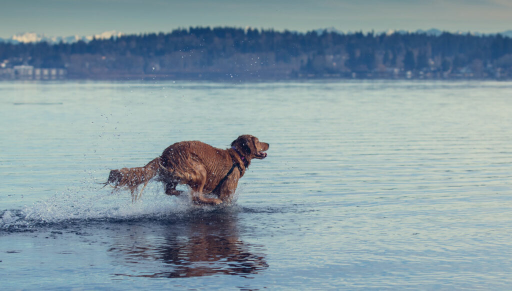 A golden retriever dog running in the water of Lake Washington.