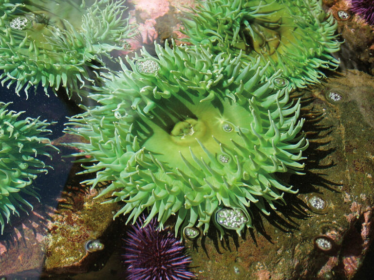 a collection of green sea anemones in shallow water