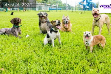 Six dogs posing in front of the camera with their thongs sticking out. The dogs are sitting on a grass field at the park.