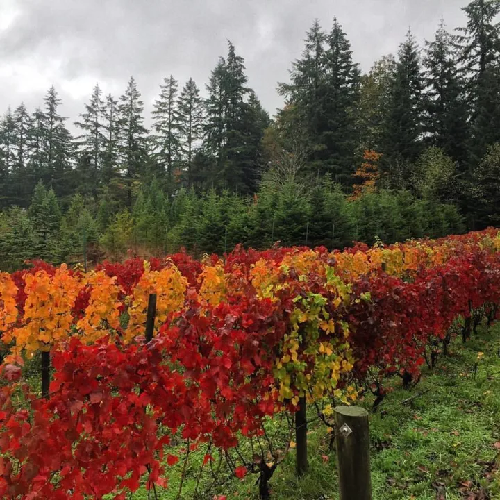 Wineries of Bainbridge Island