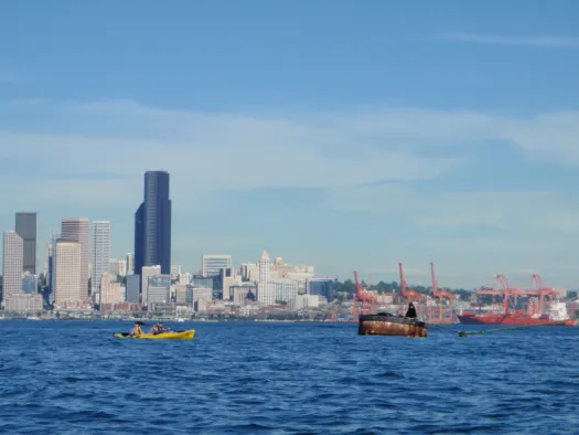 Paddling with Sea Lions in Seattle